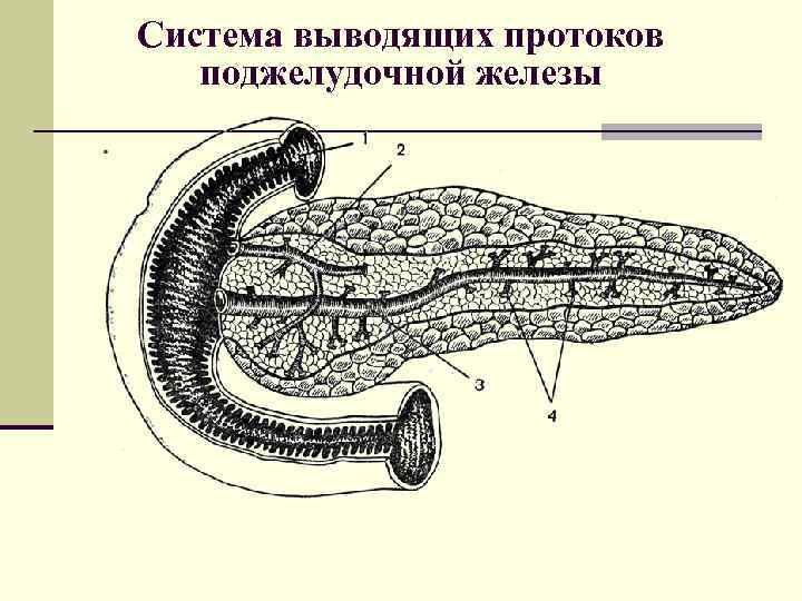 Система выводящих протоков поджелудочной железы 