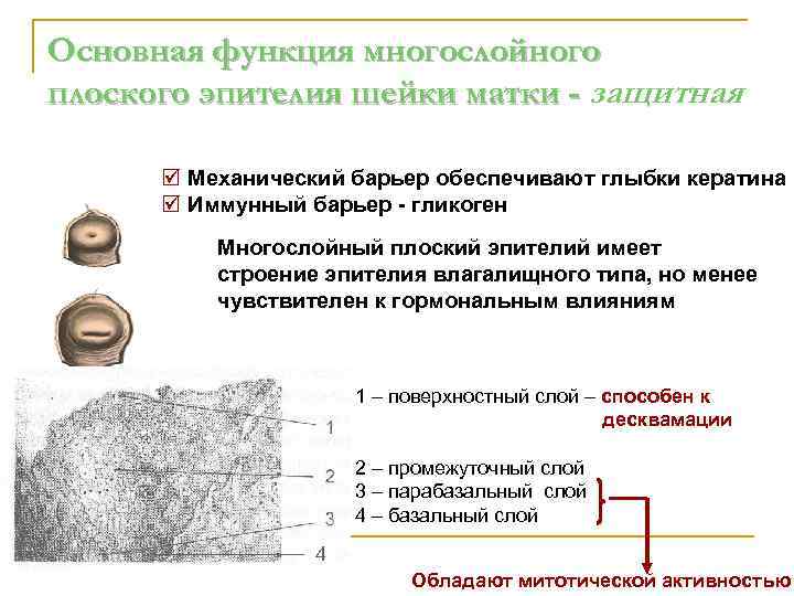 Основная функция многослойного плоского эпителия шейки матки - защитная þ Механический барьер обеспечивают глыбки