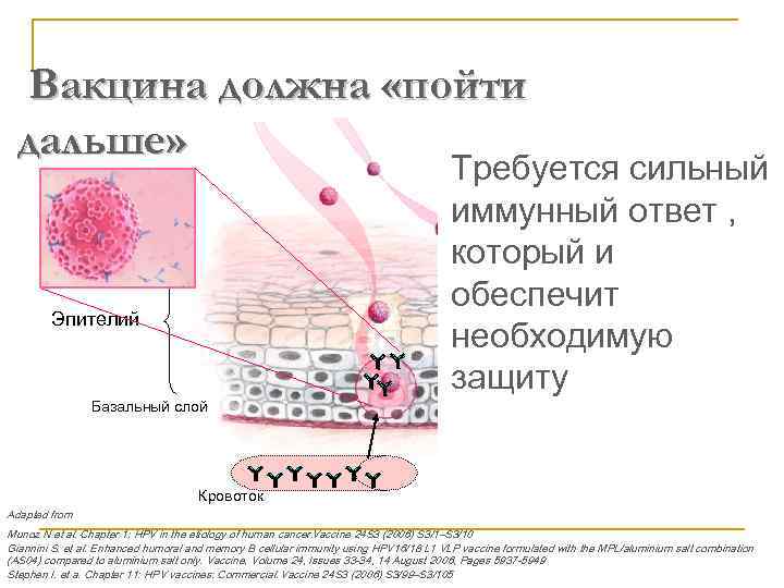 Вакцина должна «пойти дальше» Требуется сильный иммунный ответ , который и обеспечит необходимую защиту