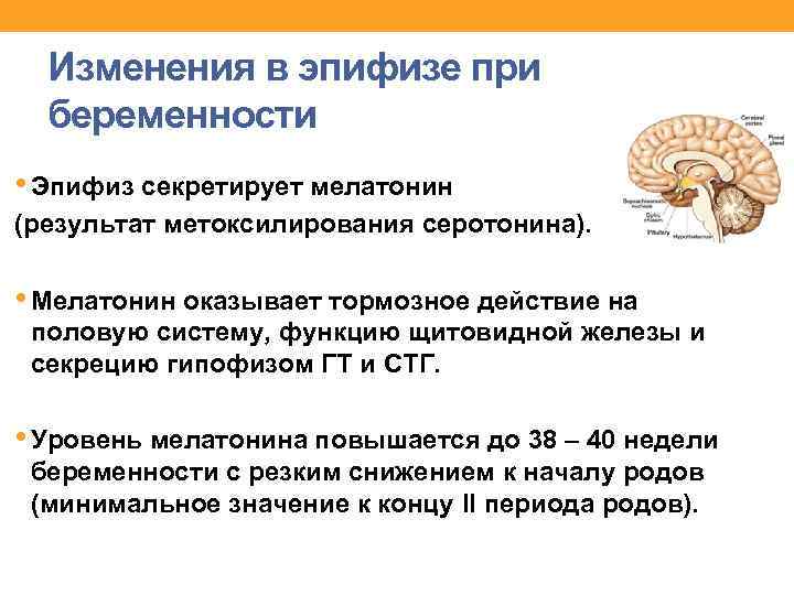 Изменения в эпифизе при беременности • Эпифиз секретирует мелатонин (результат метоксилирования серотонина). • Мелатонин