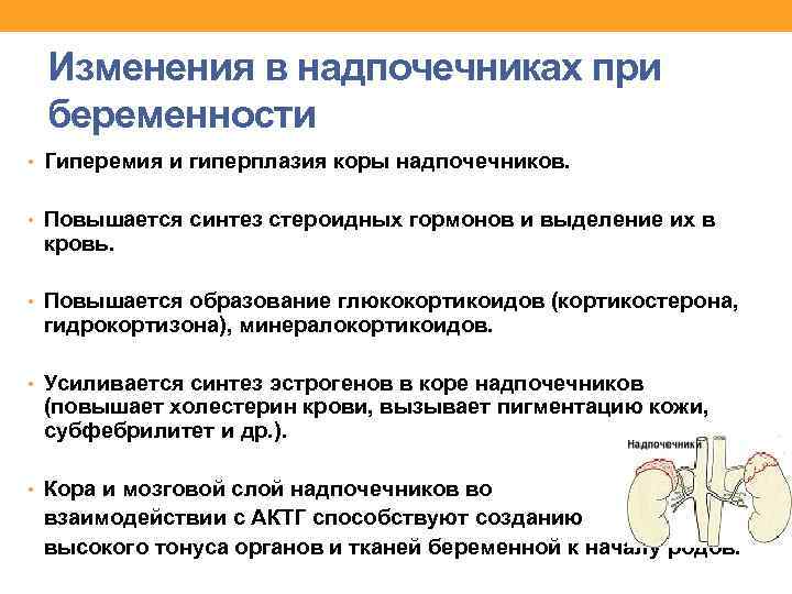 Изменения в надпочечниках при беременности • Гиперемия и гиперплазия коры надпочечников. • Повышается синтез