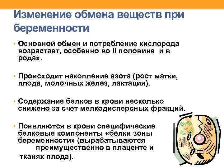 Изменение обмена веществ при беременности • Основной обмен и потребление кислорода возрастает, особенно во