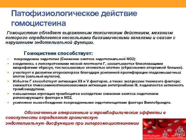 Патофизиологическое действие гомоцистеина Гомоцистеин обладает выраженным токсическим действием, механизм которого определяется несколькими биохимическими каналами