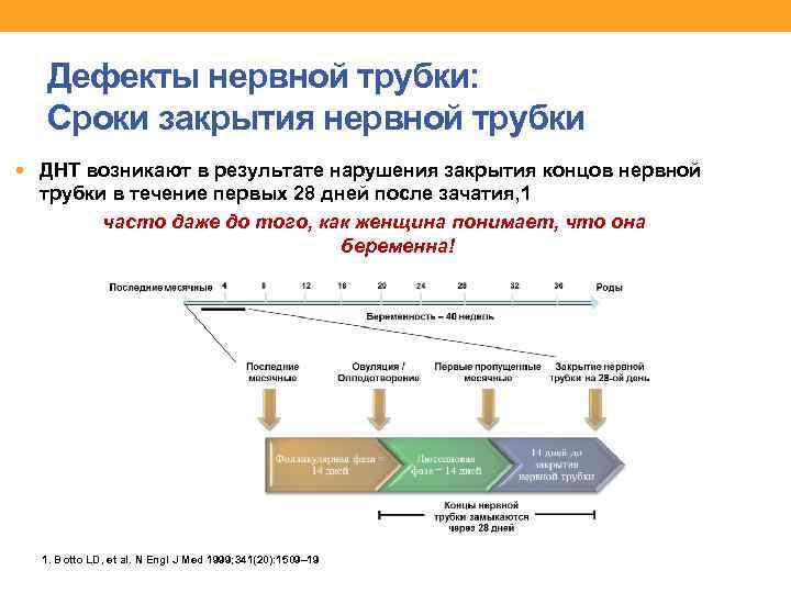 Дефекты нервной трубки: Сроки закрытия нервной трубки ДНТ возникают в результате нарушения закрытия концов