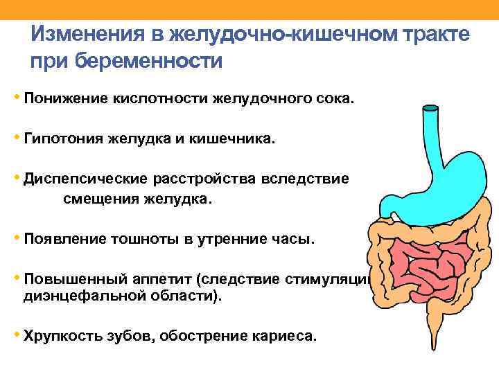 Изменения в желудочно-кишечном тракте при беременности • Понижение кислотности желудочного сока. • Гипотония желудка