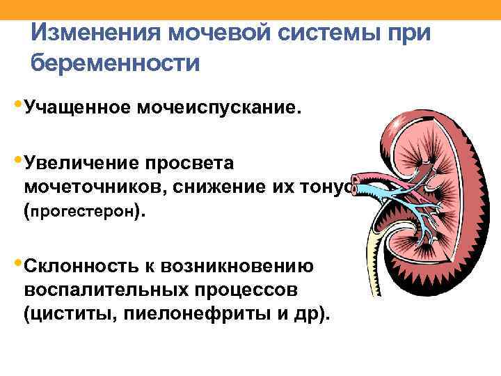 Изменения мочевой системы при беременности • Учащенное мочеиспускание. • Увеличение просвета мочеточников, снижение их