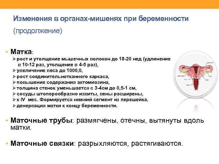 Изменения в органах-мишенях при беременности (продолжение) • Матка: Ø рост и утолщение мышечных волокон