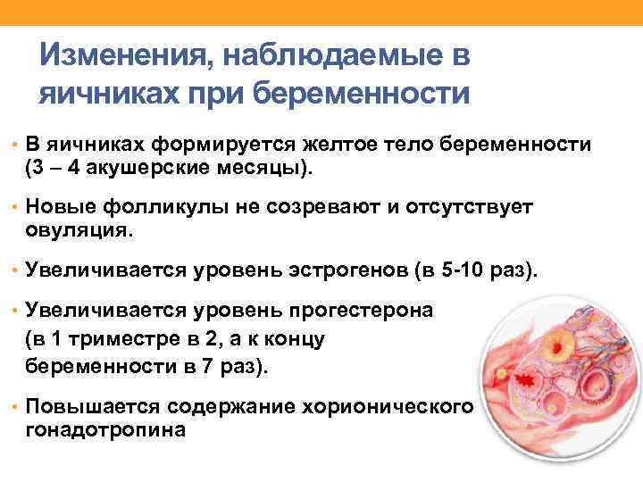 Изменения, наблюдаемые в яичниках при беременности • В яичниках формируется желтое тело беременности (3
