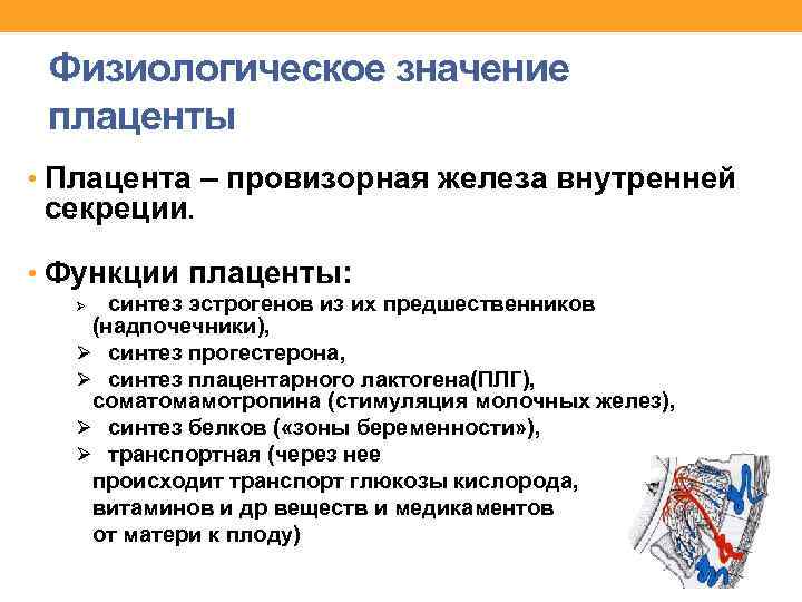 Физиологическое значение плаценты • Плацента – провизорная железа внутренней секреции. • Функции плаценты: синтез