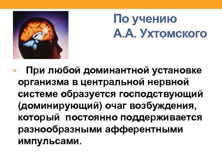 По учению А. А. Ухтомского • При любой доминантной установке организма в центральной нервной