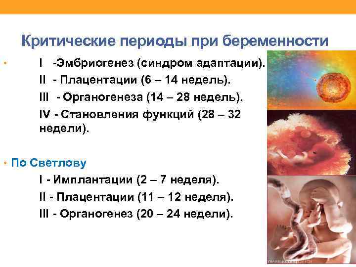 Критические периоды при беременности • I -Эмбриогенез (синдром адаптации). II - Плацентации (6 –