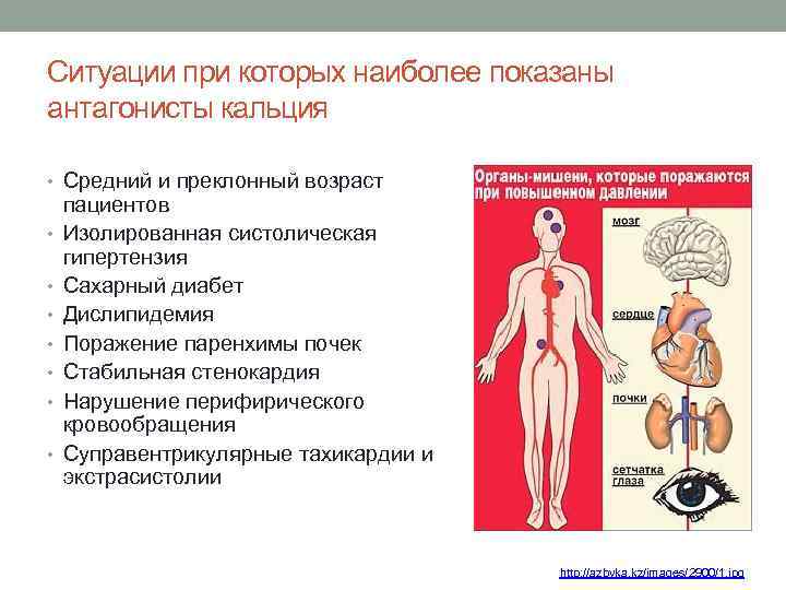 Ситуации при которых наиболее показаны антагонисты кальция • Средний и преклонный возраст • •