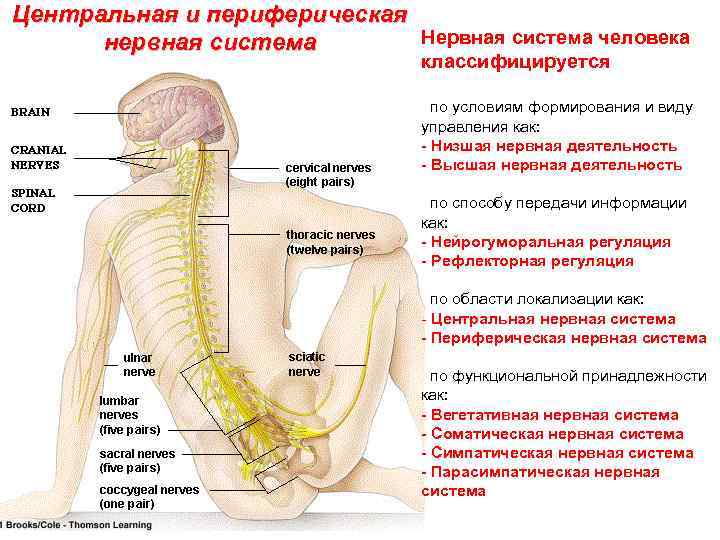 Центральный нервный канал. Схема периферической нервной системы. Центральная и периферическая система. Центральная и периферическая нервная. Высшая нервная и периферическая система.