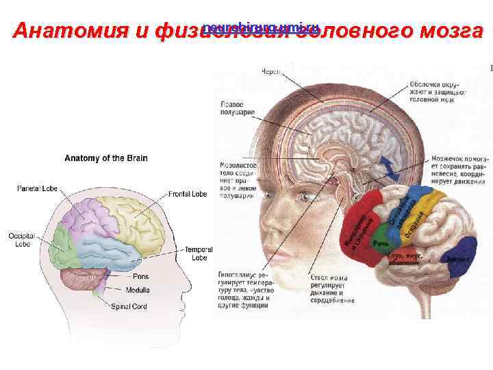 neurohirurg. umi. ru Анатомия и физиология головного мозга 