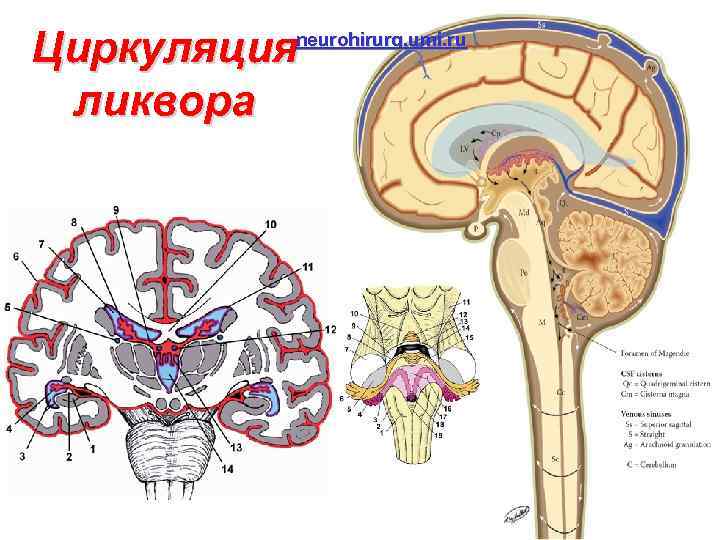 Циркуляция ликвора neurohirurg. umi. ru 