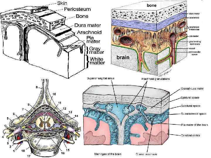 Оболочки головного и спинного мозга 