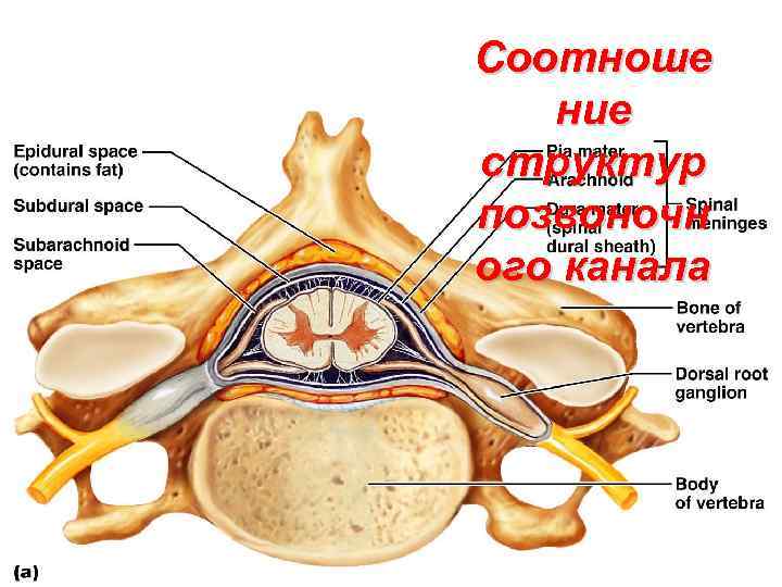 Соотноше ние структур позвоночн ого канала 