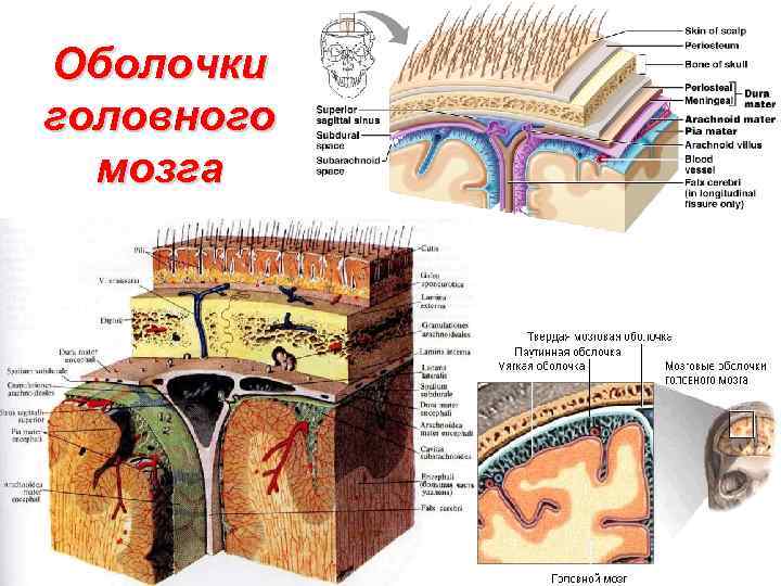 Оболочки головного мозга 