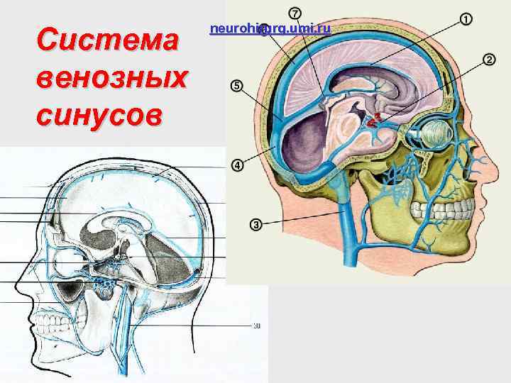 Система венозных синусов neurohirurg. umi. ru 