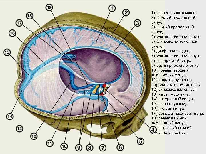 1) серп большого мозга; 2) верхний продольный синус; 3) нижний продольный синус; 4) межпещеристый