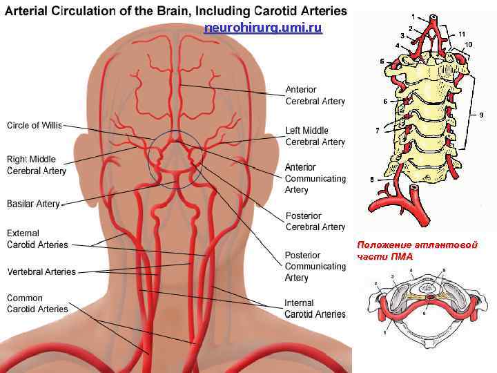 neurohirurg. umi. ru Положение атлантовой части ПМА 
