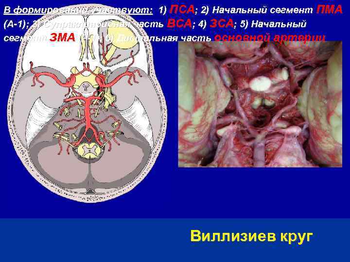 В формировании участвуют: 1) ПСА; 2) Начальный сегмент ПМА (А-1); 3) Супраклиноидная часть ВСА;