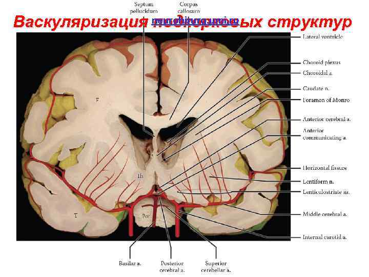 neurohirurg. umi. ru Васкуляризация подкорковых структур 