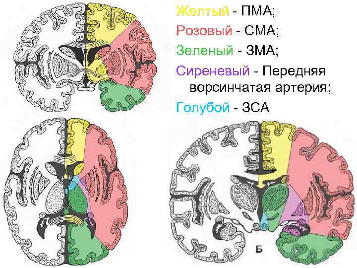 Желтый - ПМА; Желтый Розовый - СМА; Зеленый - ЗМА; Сиреневый - Передняя ворсинчатая