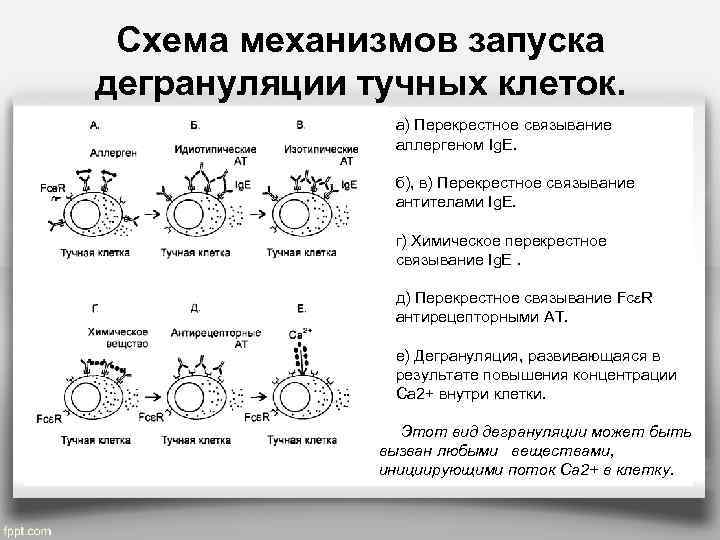 Схема механизмов развития нейродистрофического процесса