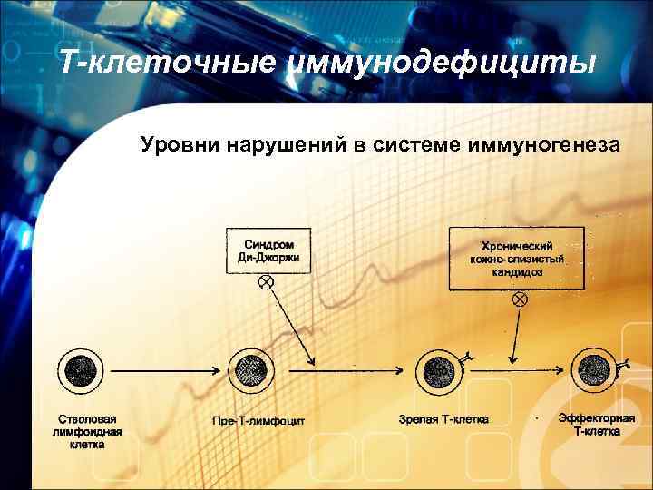 Т-клеточные иммунодефициты Уровни нарушений в системе иммуногенеза 