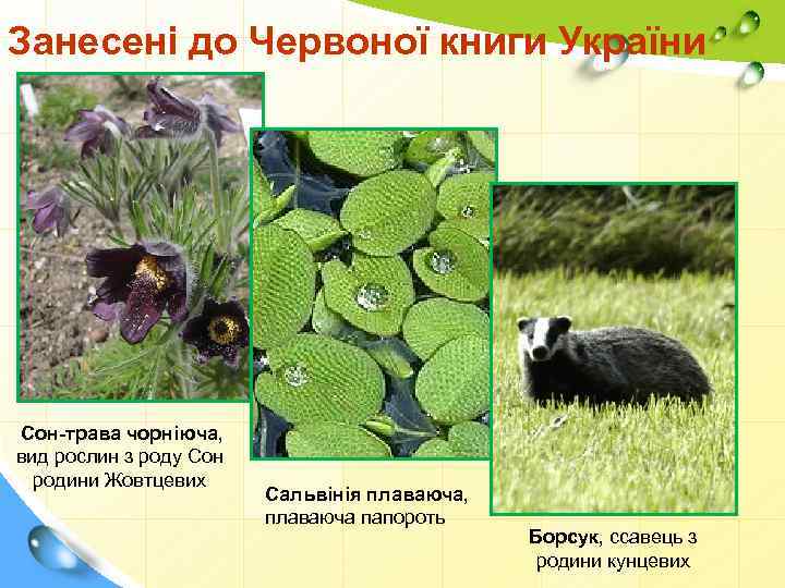 Занесені до Червоної книги України Сон-трава чорніюча, вид рослин з роду Сон родини Жовтцевих