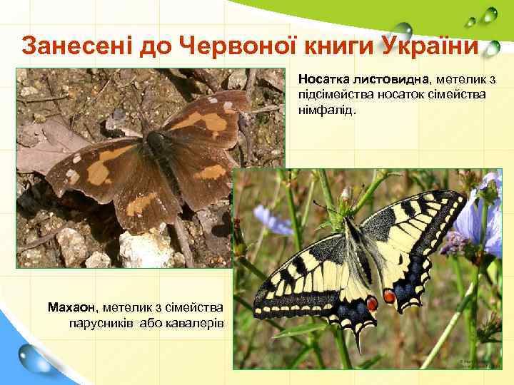 Занесені до Червоної книги України Носатка листовидна, метелик з підсімейства носаток сімейства німфалід. Махаон,