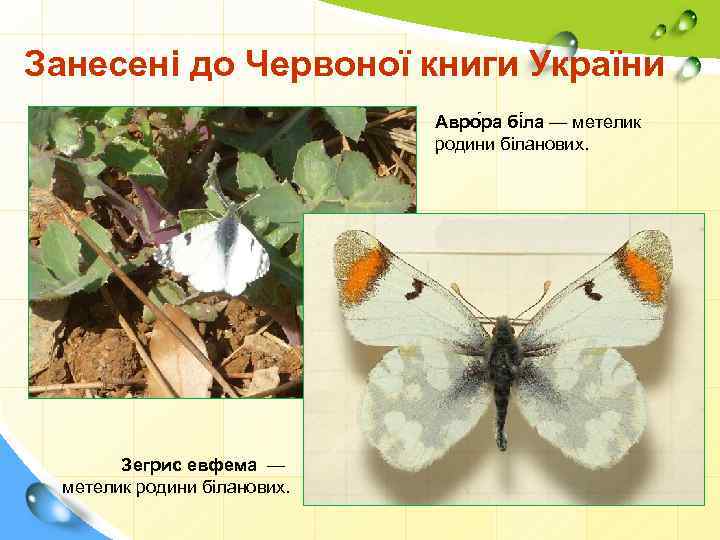 Занесені до Червоної книги України Авро ра бі ла — метелик родини біланових. Зегрис