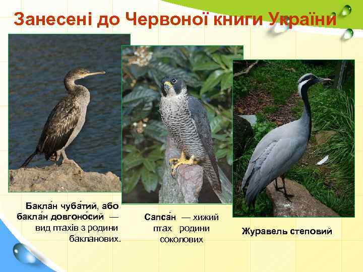 Занесені до Червоної книги України Бакла н чуба тий, або бакла н довгоно сий