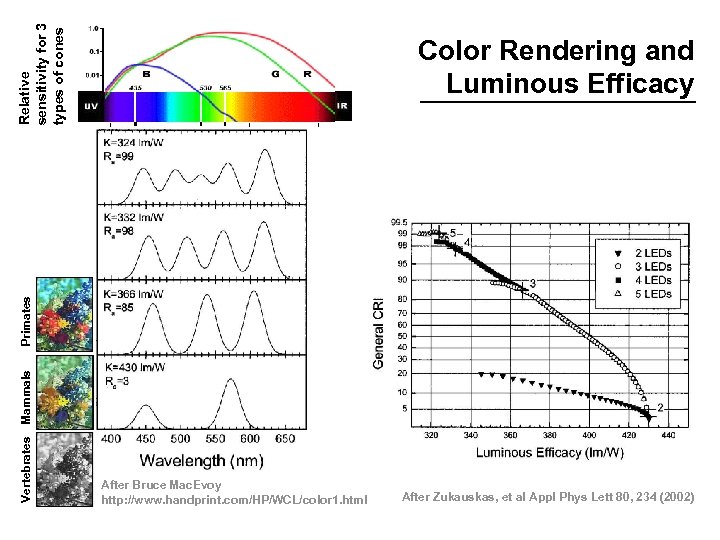 Relative sensitivity for 3 types of cones Vertebrates Mammals Primates Color Rendering and Luminous