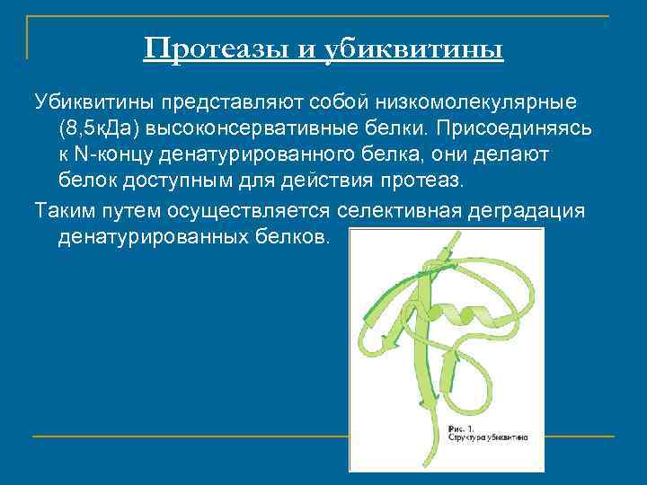 Протеазы и убиквитины Убиквитины представляют собой низкомолекулярные (8, 5 к. Да) высоконсервативные белки. Присоединяясь