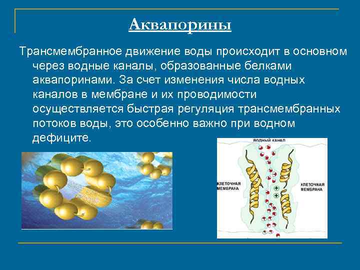Аквапорины Трансмембранное движение воды происходит в основном через водные каналы, образованные белками аквапоринами. За