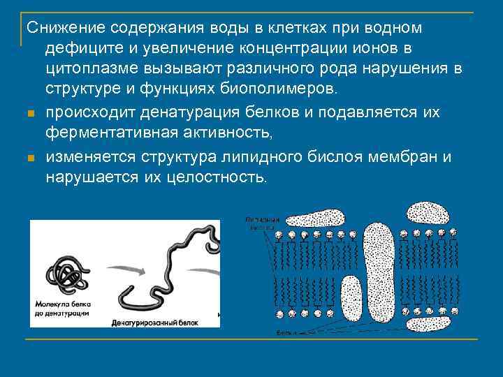 Снижение содержания воды в клетках при водном дефиците и увеличение концентрации ионов в цитоплазме