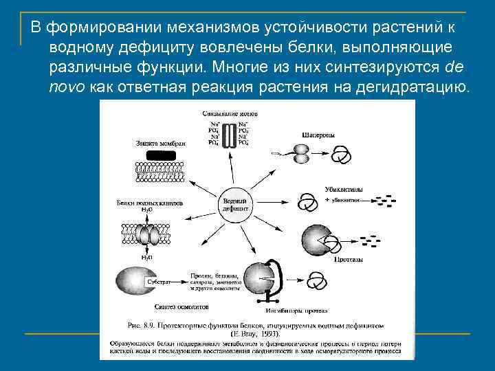 В формировании механизмов устойчивости растений к водному дефициту вовлечены белки, выполняющие различные функции. Многие