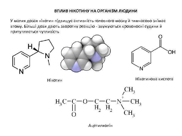 ВПЛИВ НІКОТИНУ НА ОРГАНІЗМ ЛЮДИНИ У малих дозах нікотин підвищує активність головного мозку й