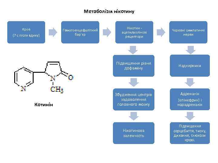 Метаболізм нікотину Котинін Гематоенцефалітний бар’єр Нікотин ацетилхолінові рецептори Черевні симпатичні нерви Підвищення рівня дофаміну