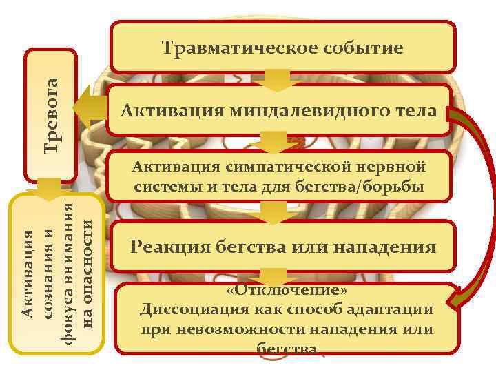 Тревога Травматическое событие Активация миндалевидного тела Активация сознания и фокуса внимания на опасности Активация