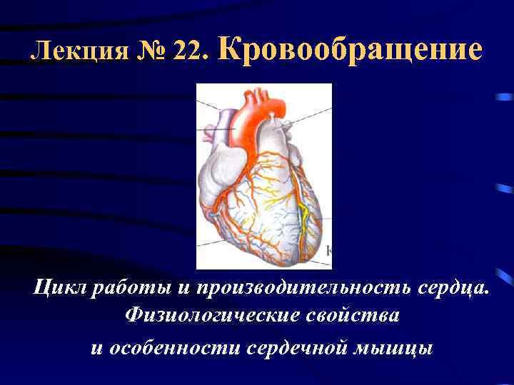 Лекция № 22. Кровообращение Цикл работы и производительность сердца. Физиологические свойства и особенности сердечной