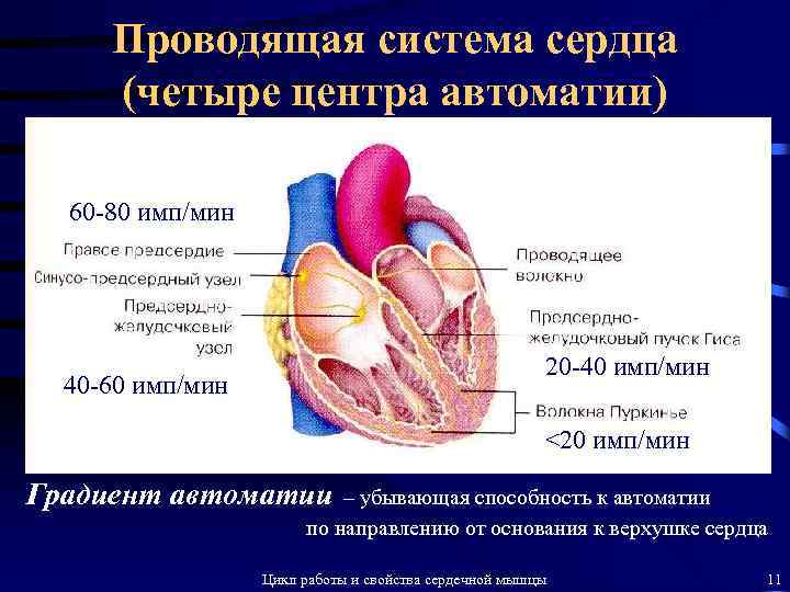 Проводящая система сердца (четыре центра автоматии) 60 -80 имп/мин 20 -40 имп/мин 40 -60