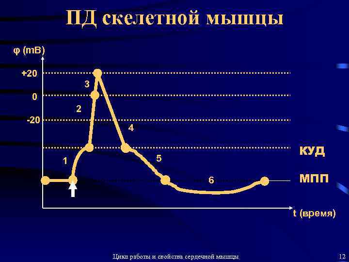 ПД скелетной мышцы φ (m. B) +20 3 0 2 -20 4 1 КУД