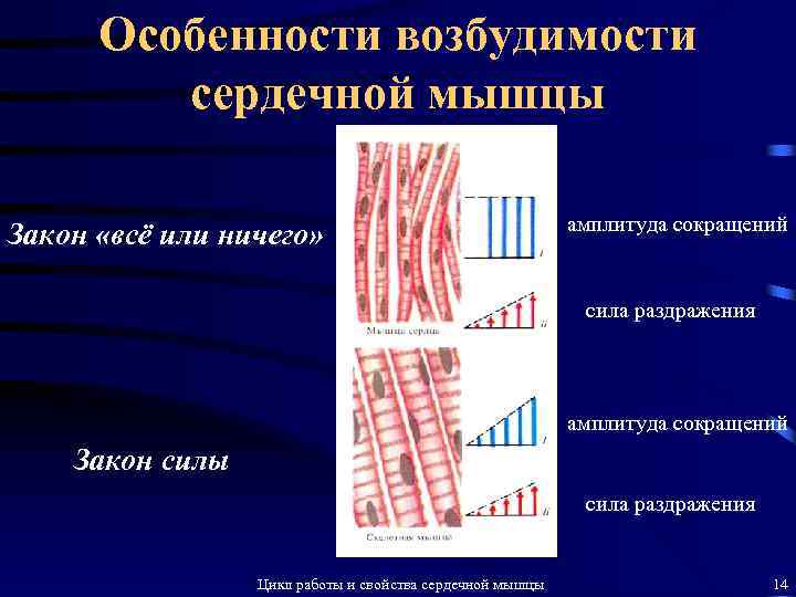 Особенности возбудимости сердечной мышцы Закон «всё или ничего» амплитуда сокращений сила раздражения амплитуда сокращений