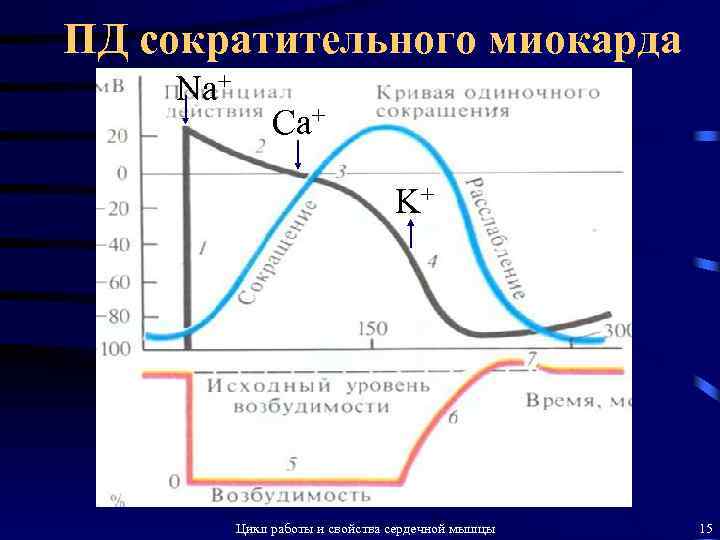 ПД сократительного миокарда Na+ Ca+ K+ Цикл работы и свойства сердечной мышцы 15 