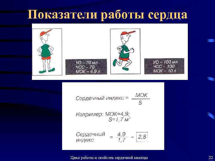 Показатели работы сердца Цикл работы и свойства сердечной мышцы 22 