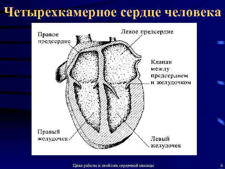 Четырехкамерное сердце человека Цикл работы и свойства сердечной мышцы 4 