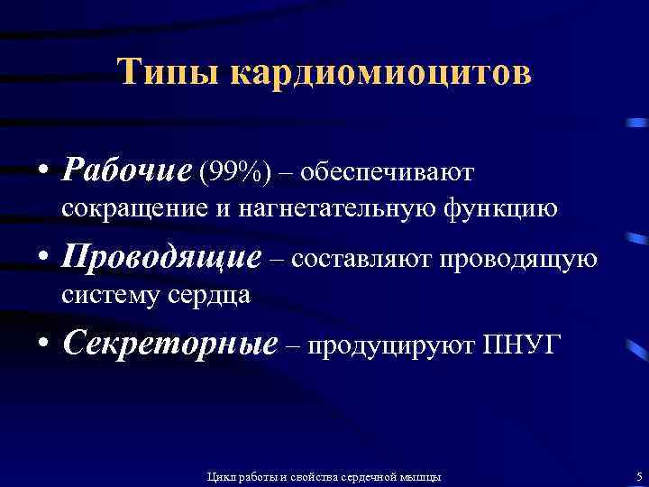 Типы кардиомиоцитов • Рабочие (99%) – обеспечивают сокращение и нагнетательную функцию • Проводящие –